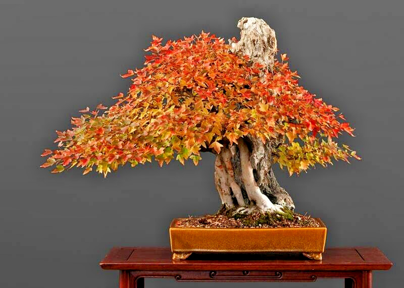 Trident Maple Tree | Premium Seeds | Acer buergerianum ‘Summer’ | Plants’®