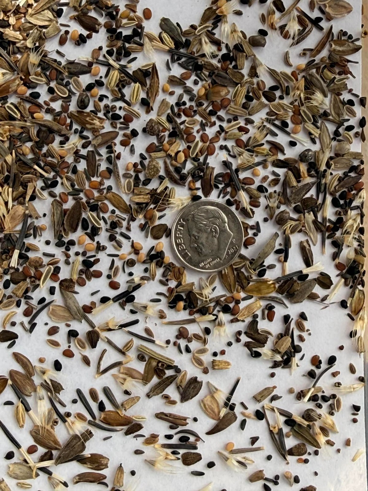 Landscaper’s Pack FULL SEASON POLLINATOR GARDEN Bees Butterflies 5000+ Seeds!