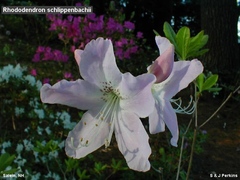Royal Azalea, Rhododendron schlippenbachii, Seeds (Showy, Fragrant, Fall Color)