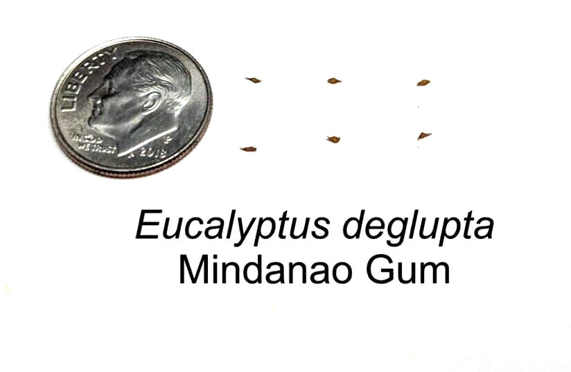 50 Rainbow Eucalyptus deglupta Tree Seeds Fast Tropical Indonesian Mindanao Gum