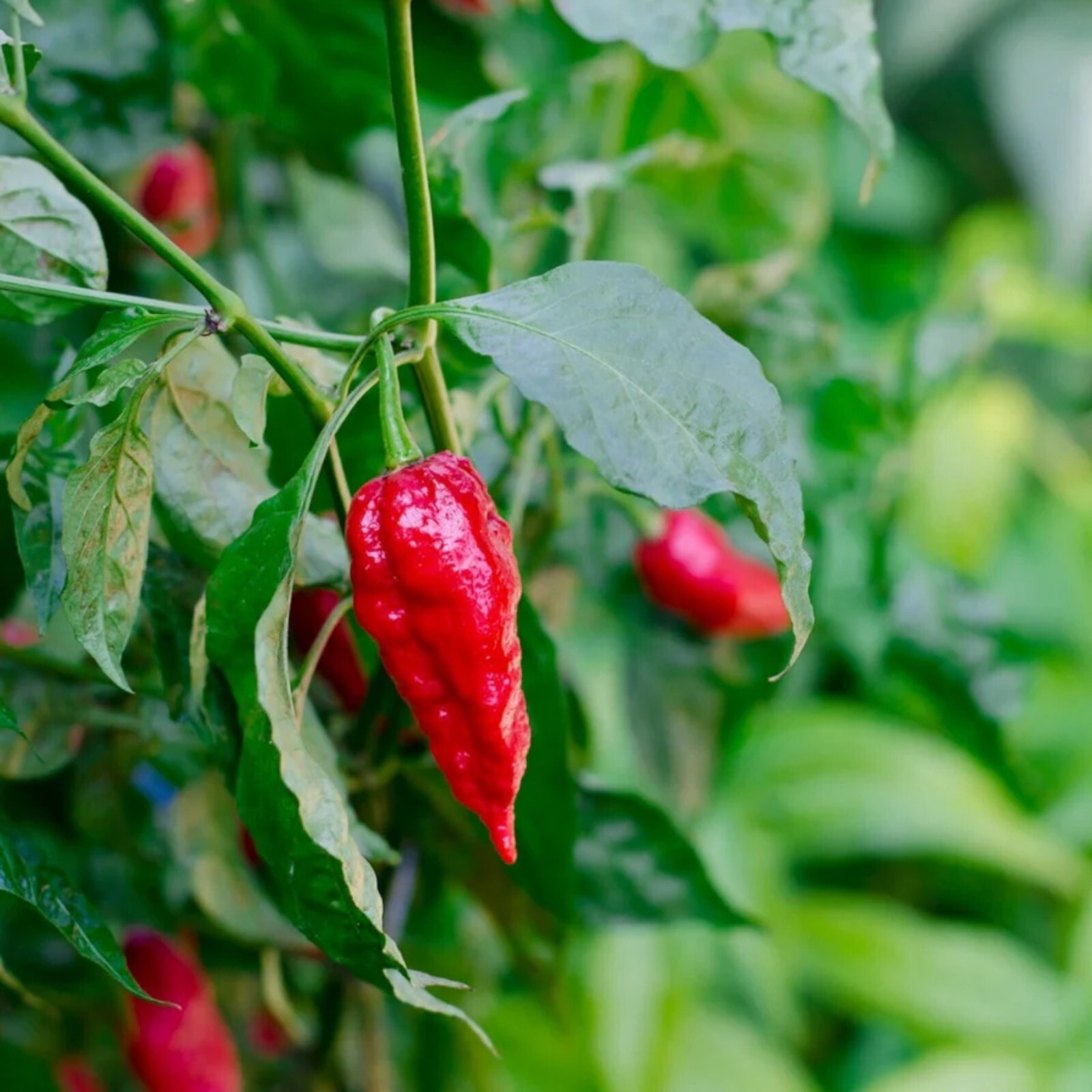 50pcs Ghost Pepper Seeds – Non-GMO Heirloom Chili Super Hot Peppers for Gardens