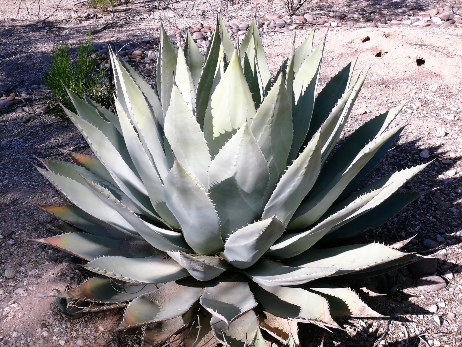5 ARTICHOKE AGAVE Parry’s Huachuca Parryi Huachucensis Succulent Cactus Seeds