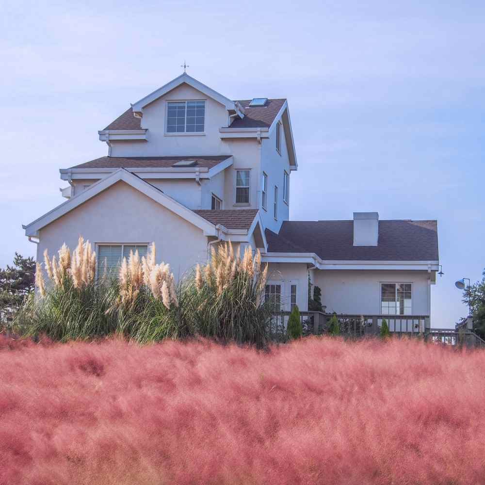100 Seeds Pink Muhly Drought Tolerant Xeriscape Ornamental Grass Plant Seed