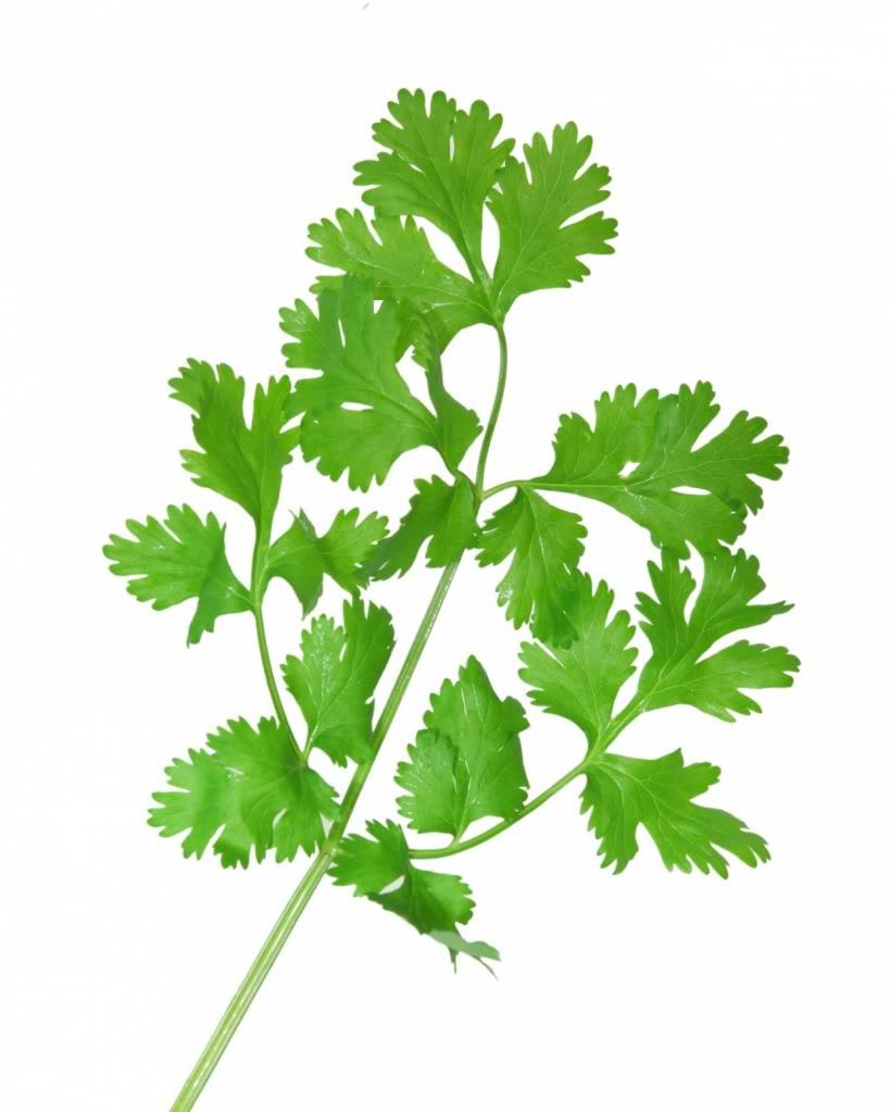 100 FIESTA GREEN CILANTRO / CORIANDER Coriandrum Sativum Herb Vegetable Seeds