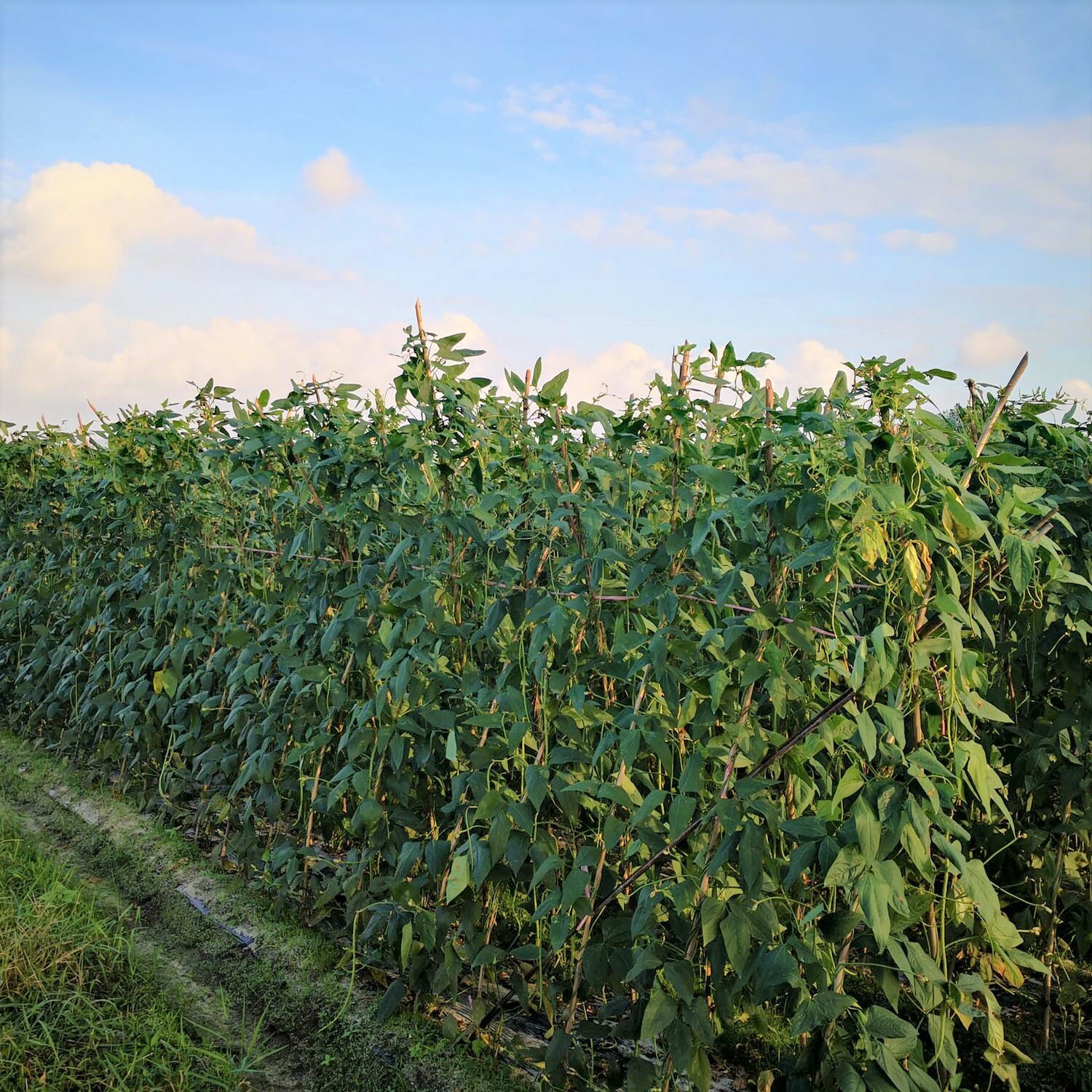 BULK Iron and Clay Cowpea Seeds | Southern Field Pea Cover Wholesale Seed 2023