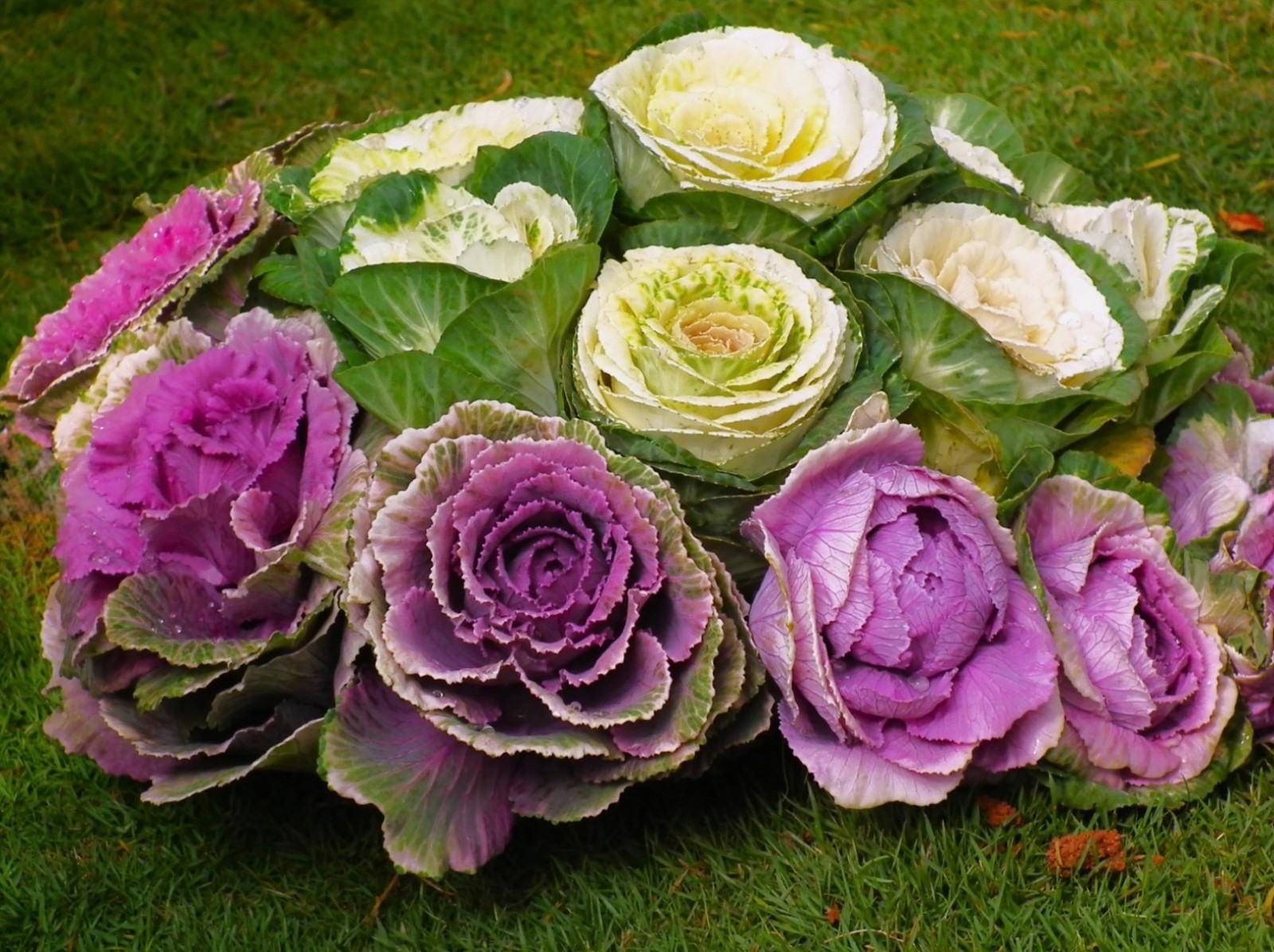 Mixed Ornamental Cabbage/Kale Seeds Smooth Round-Leaf Osaka Pink Fresh 2026 🇺🇸
