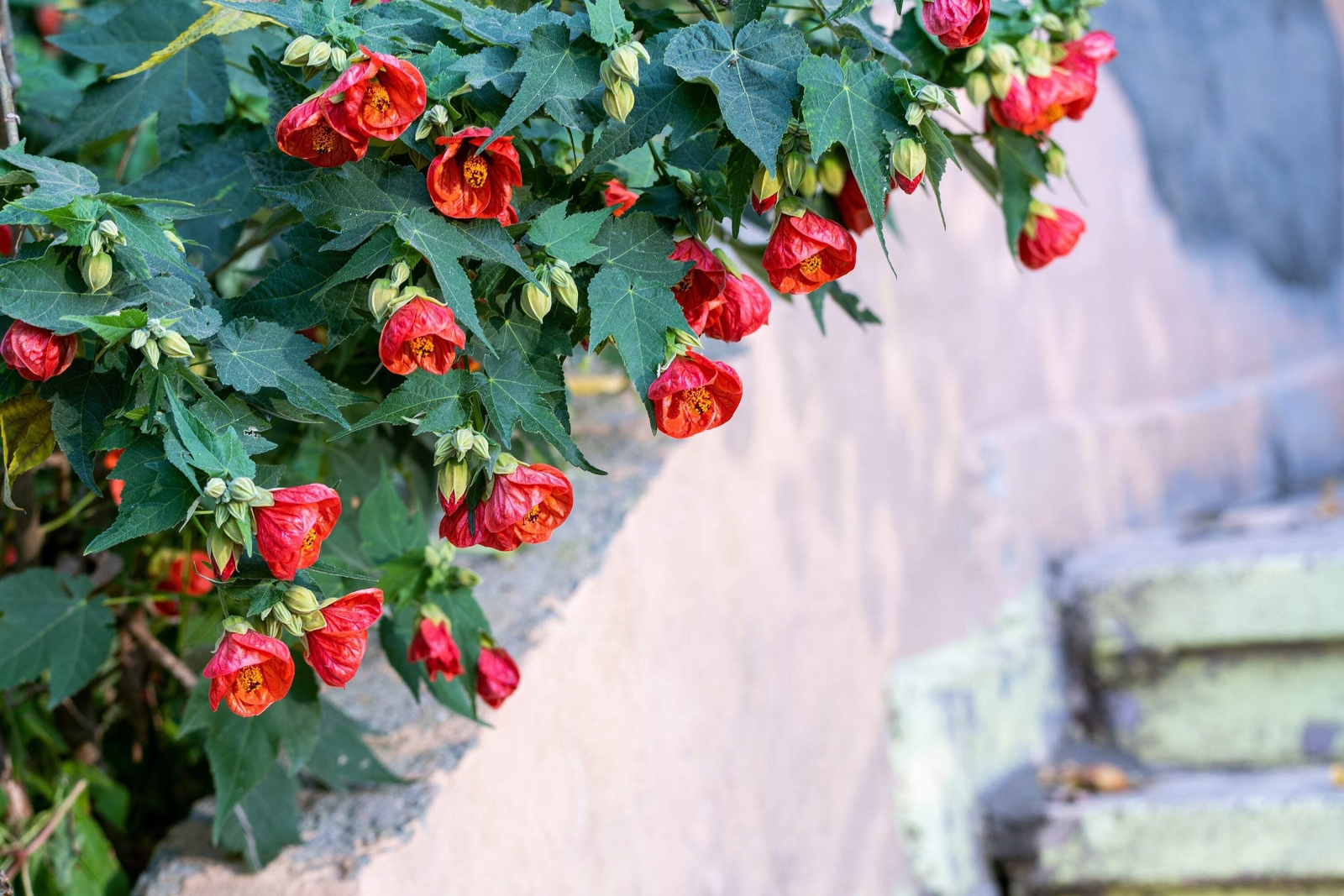 30 Mixed Colors FLOWERING MAPLE Abutilon Hybridum Chinese Bell Flower Tree Seeds