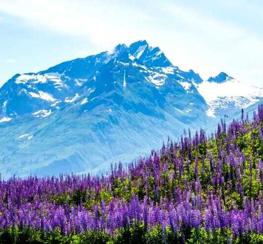 Alaska Arctic Lupine Flower Seeds from the Pristine Denali Area – 200+ Seeds