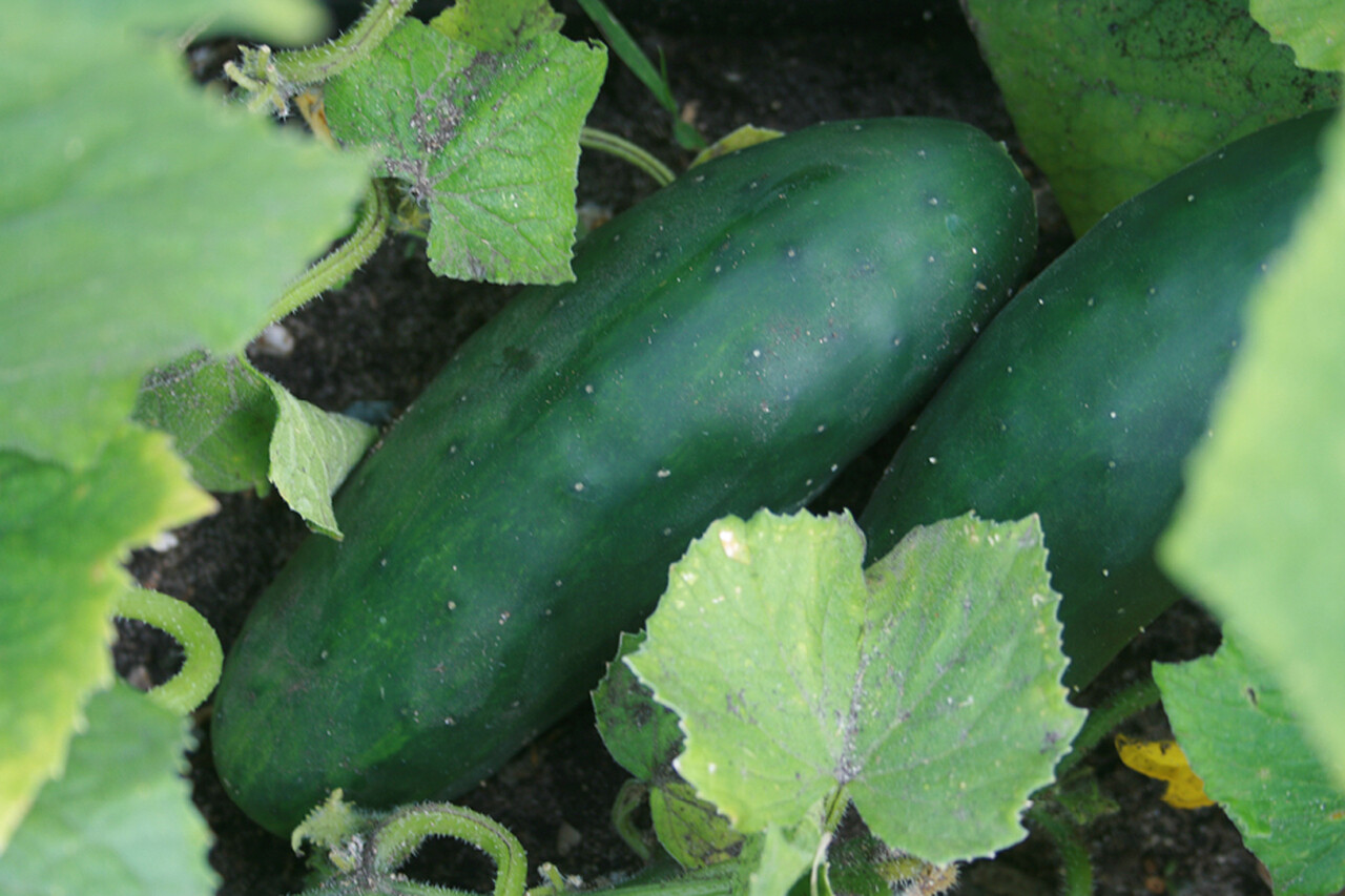 Marketmore 76 Cucumber Seeds, NON-GMO, Variety Sizes Sold, FREE SHIP