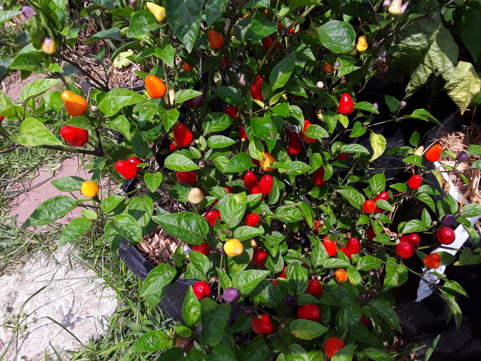 50+ Chinese 5 Color Pepper Seeds Edible & Ornamental Non-Gmo