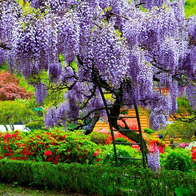 12+ Chinese Wisteria Tree Seeds Fast Climber Flower Vine, Cold Hardy Plant