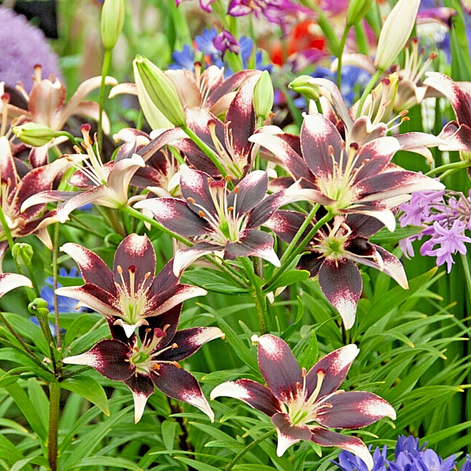 Garden State Bulb Netty’s Pride Asiatic Lily Flower Bulbs, 14/16cm