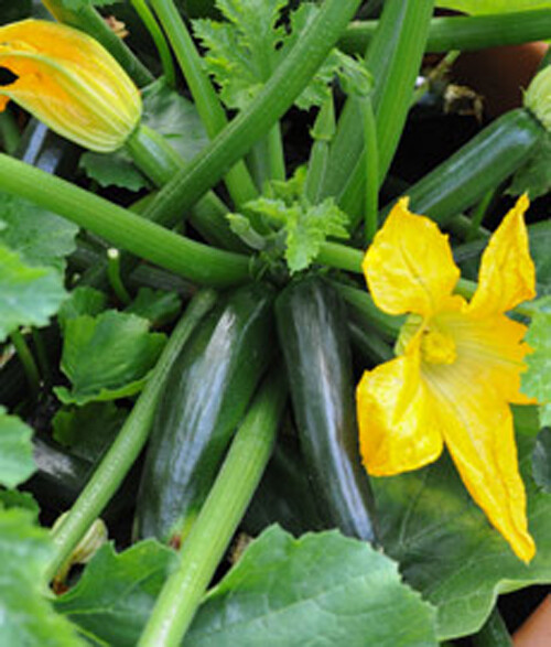 20+Dark Green Zucchini Squash Seeds Courgette Italian Zucchino Vegetable USA