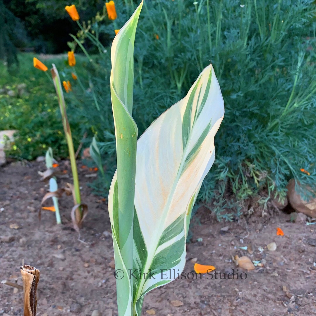 Canna Lily (1) Rhizome “STUTTGART” Variegated Ivory Green Foliage!