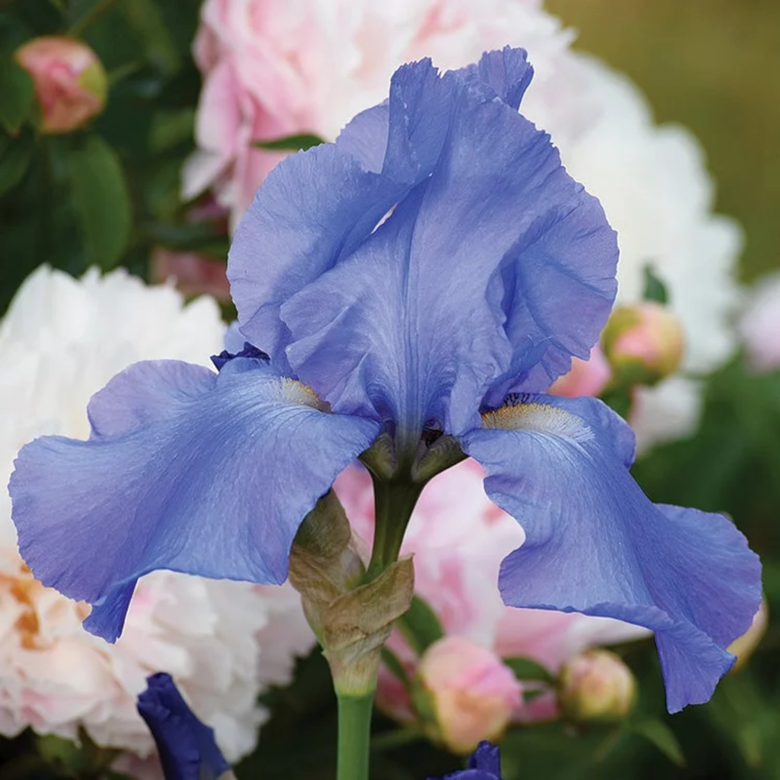 Mixed Color Rare Iris Flower Seeds (30pcs) – Perennial, Iris for Autumn Blooms
