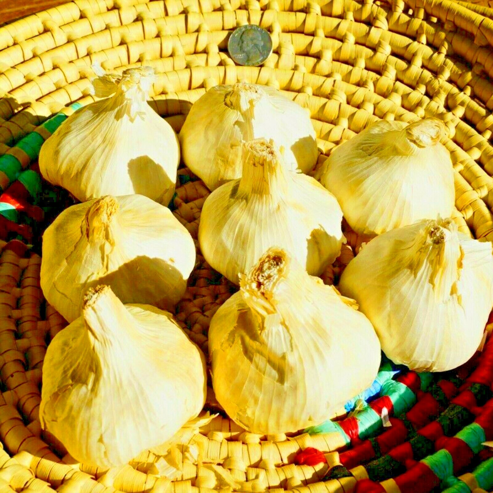Polish GARLIC Bulbs 1/2 – 10lbs Fresh Organic Heirloom Hardneck Plant or Eat
