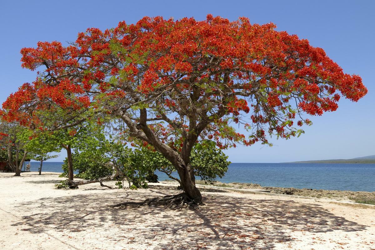 1-1000 PCS Red Flame Flamboyant Tree Seeds Royal Poinciana Delonix Regia US 0135