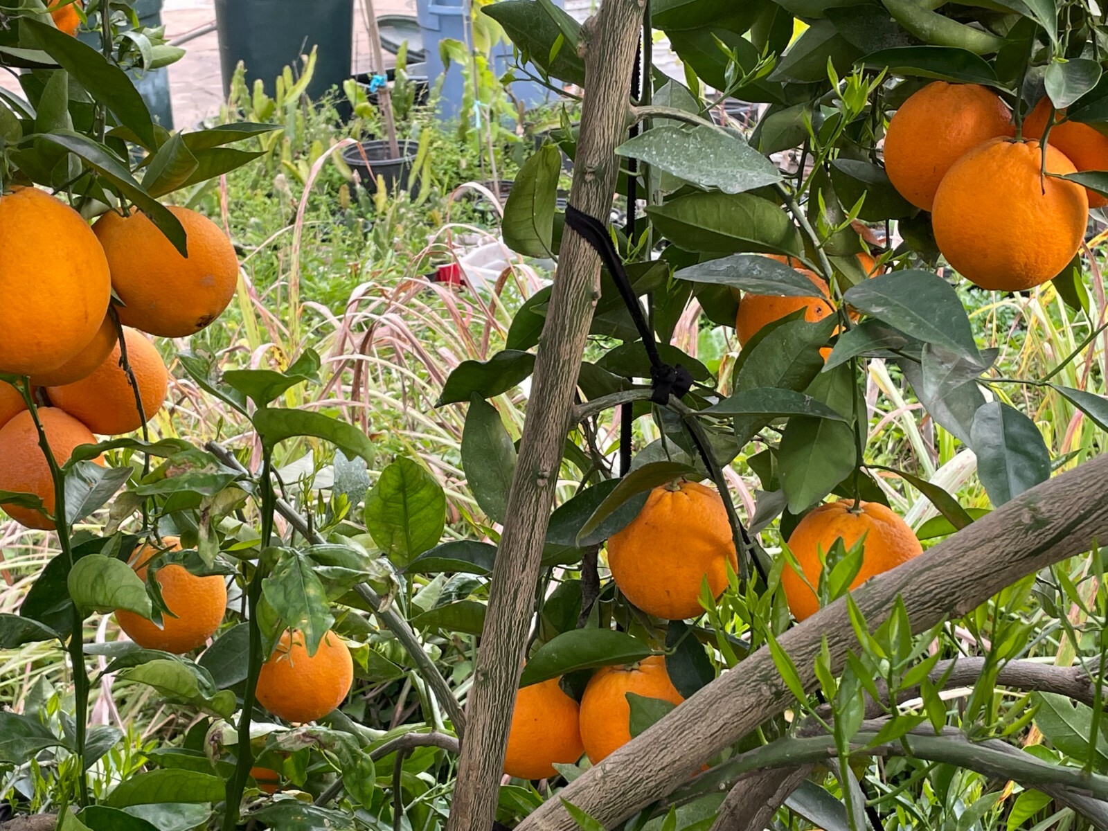 1 Ruby Valencia’ Sweet Orange Tree, Cuttings Rooted Orange Tree