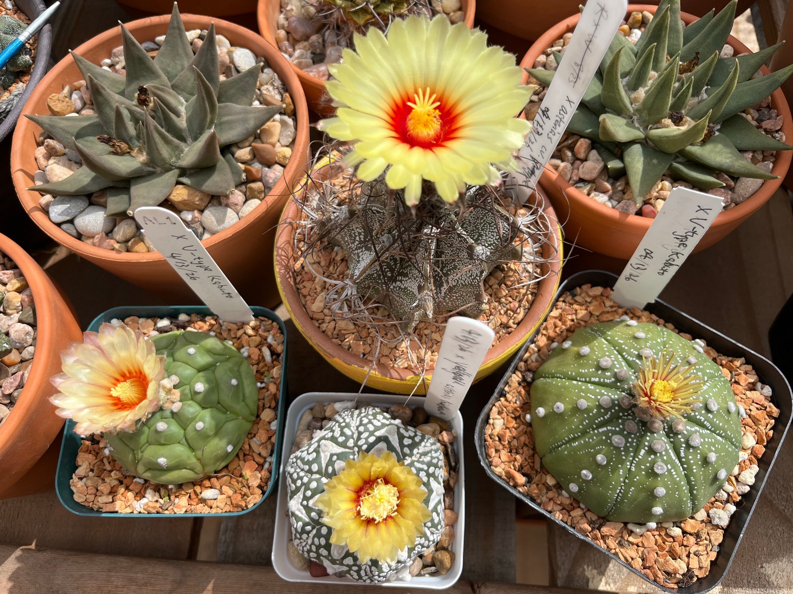 Seed- Astrophytum asterias hybr. x capricorne 25+ seeds (2026)