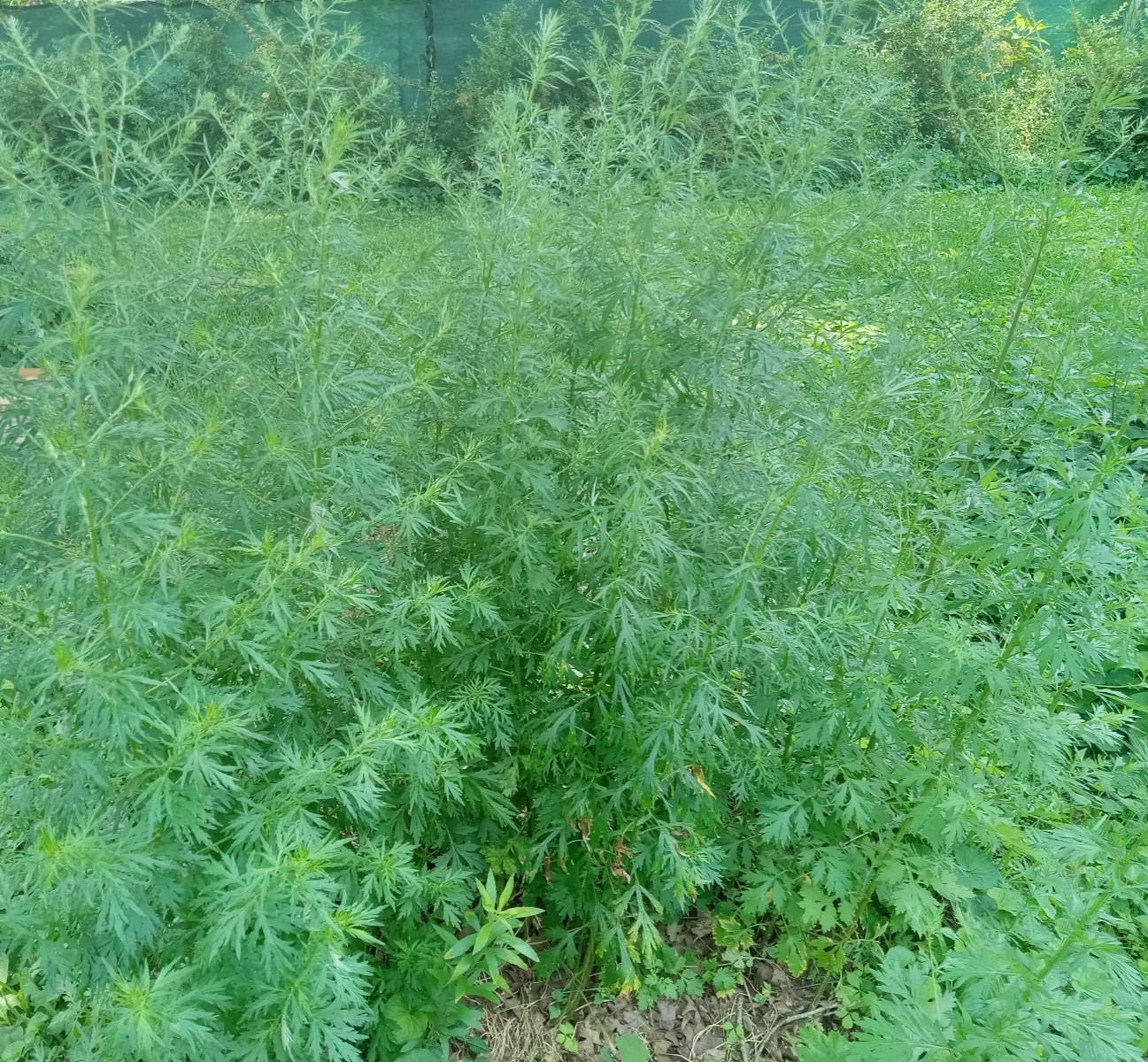 1000 Mugwort Seeds Artemisia Vulgaris Medicinal Herb Perennial Culinary Non-GMO