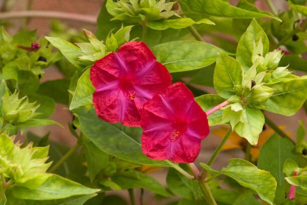 50 Multi Color 4 O’Clock Seeds, Non-GMO, Pollinator, FREE SHIPPING