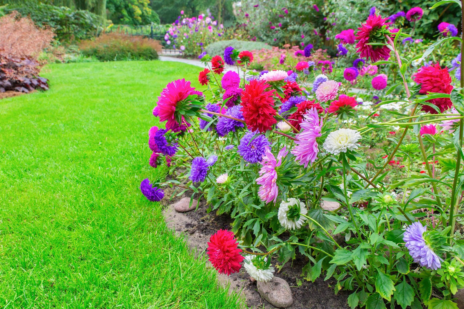 30 MIXED PAEONY ASTER Callistephus Peony Red Pink Blue Purple + Flower Seeds