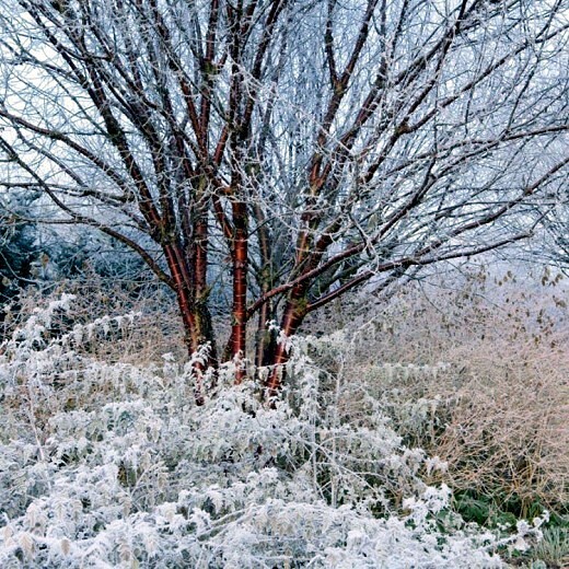 Tibetan Paper Birchbark Cherry Tree Seeds Prunus serrula Hardy Shiny Bark Plant