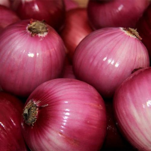 Red Grano Onion Seeds 200+ Mild Short Day Vegetable Heirloom USA FREE SHIPPING