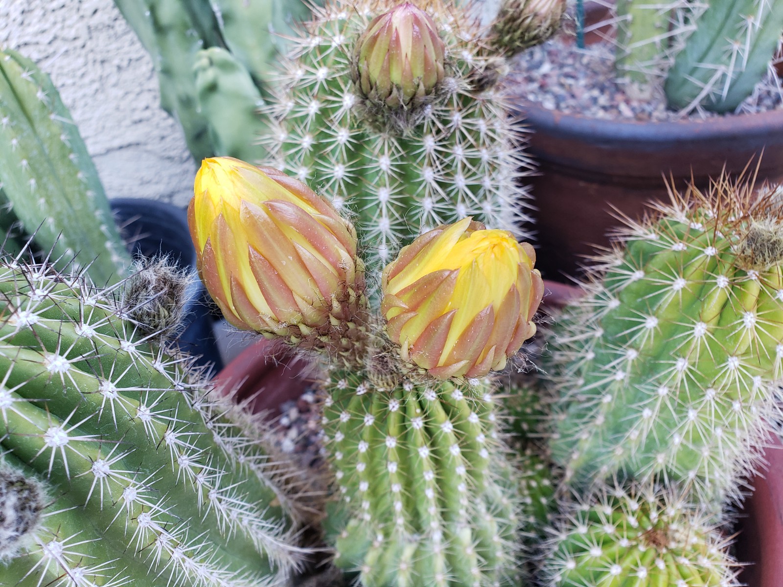 Echinopsis Grandiflorus Cactus Hybrid 50x Seeds *Beautiful Flowers*