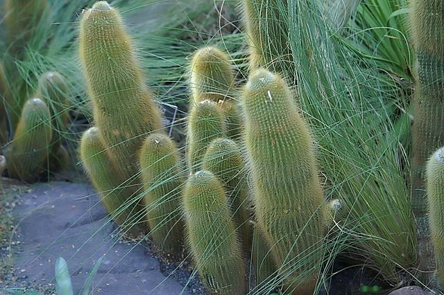 Eriocactus Leninghausii aka Golden Torch Cactus 5 Seeds Free Shipping!