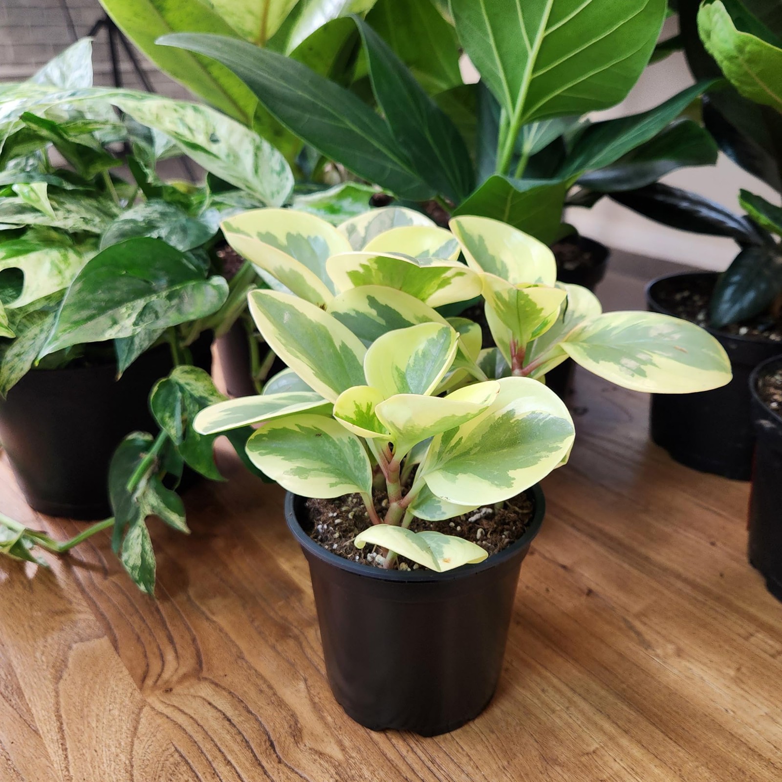 Deluxe Houseplants (3 Pack), Assorted Popular Live Indoor Plant Varieties, Ea…
