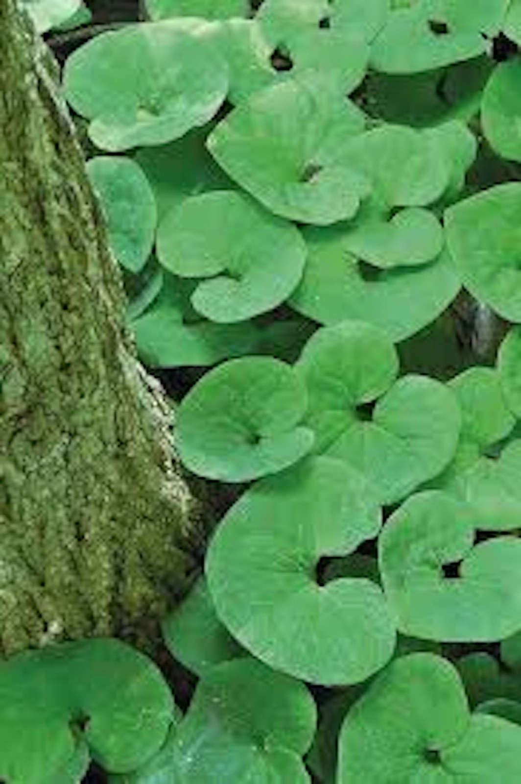 10 Wild Ginger Roots Asarum Canadense Bareroot Native Wildflower