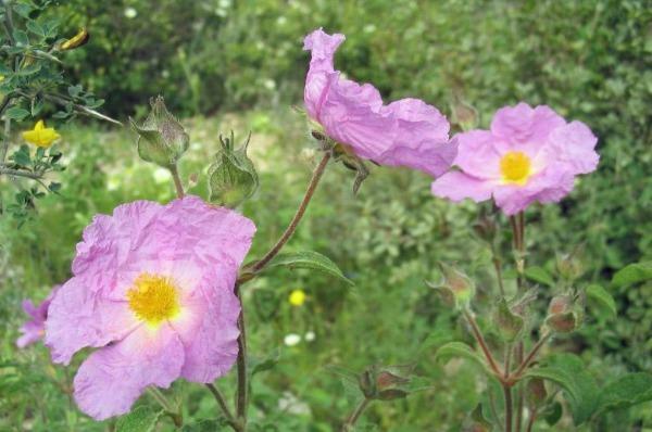Cistus creticus | Rock Rose | Cretan Rockrose | Hoary Rock-Rose | 50 Seeds