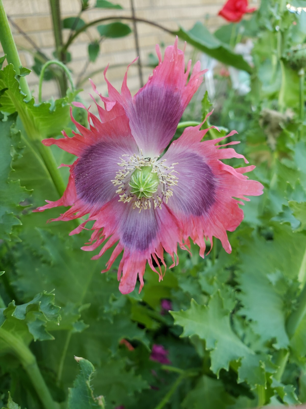 Mixed Poppy Seeds Several Varieties 100-200 Count *Free Shipping*