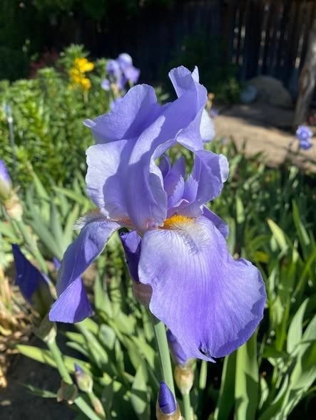 Lot of 6 (3 lg & 3 sm) Tall Bearded Iris Rhizome/Bulbs~FRAGRANT Lavender/Blue