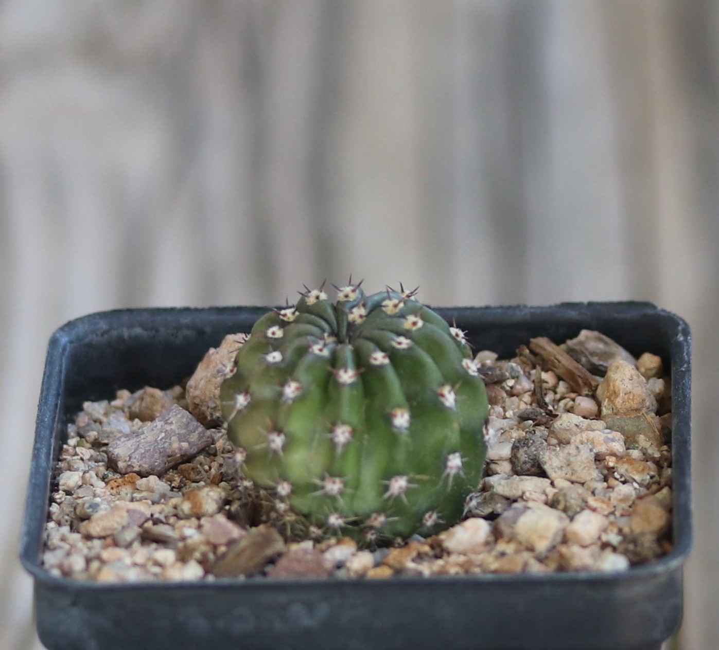 Echinopsis hybrid ‘Meru’