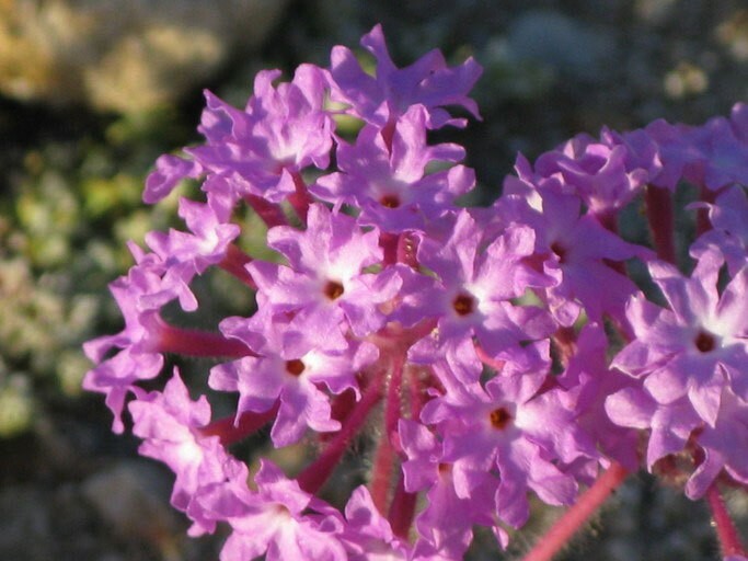 Abronia villosa | Desert Sand Verbena | 5_Seeds