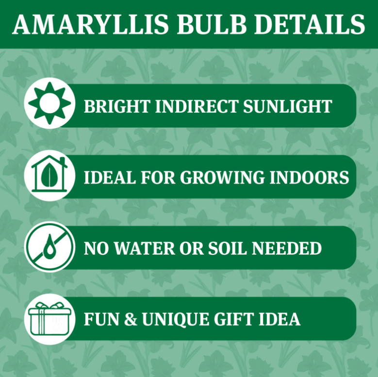 White Waxed Amaryllis Bulb with Stand, No Water Needed, Blooms 4-8 Weeks