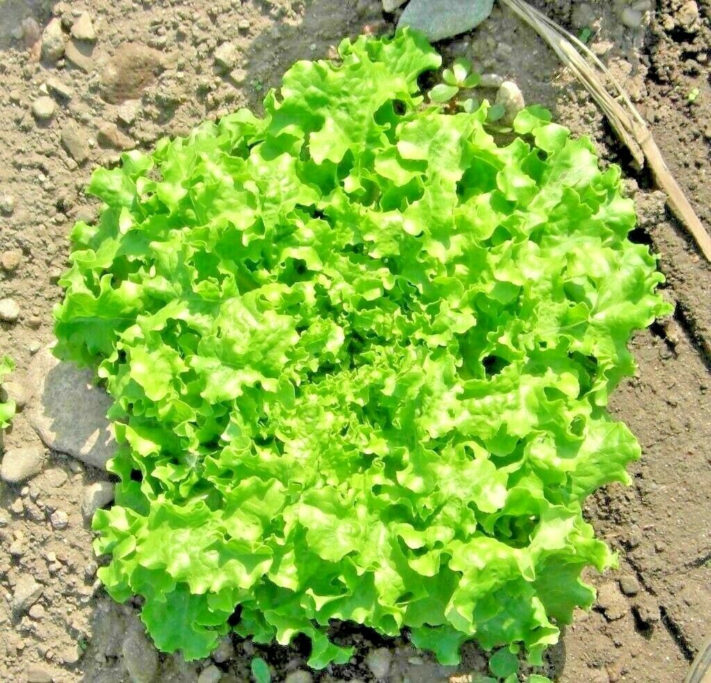 2400+ GREEN ICE – LOOSE LEAF LETTUCE SEEDS FRESH HARVEST FOR 2024 GARDENS