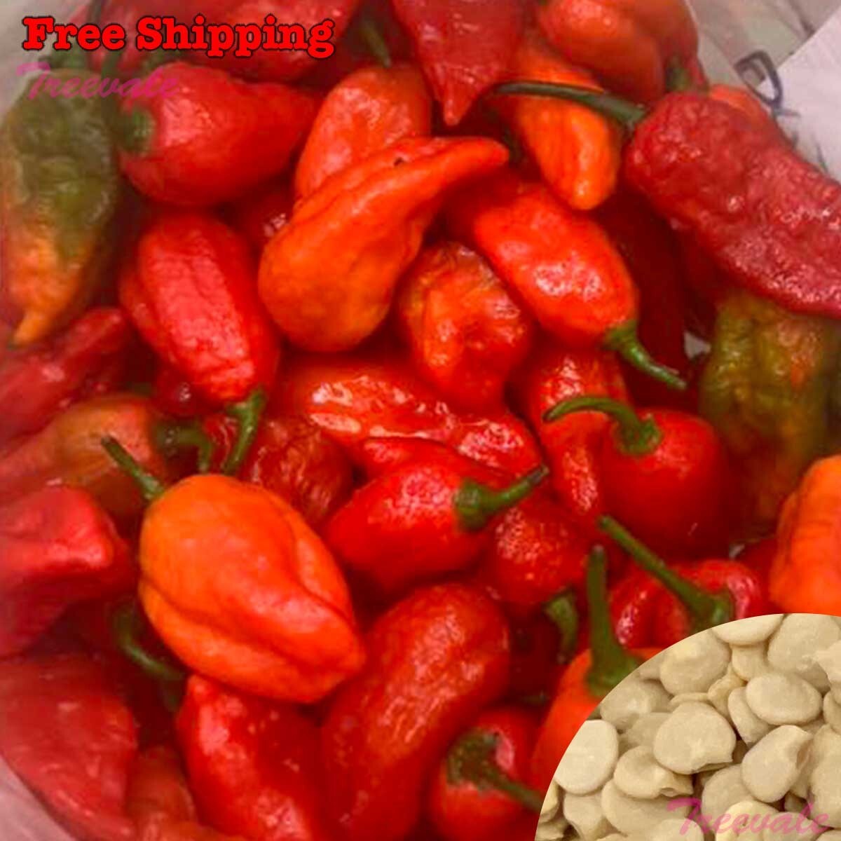 Ghost Pepper Seeds | Ghost Chili, Red Bhut Jolokia Seeds – Super Hot Pepper