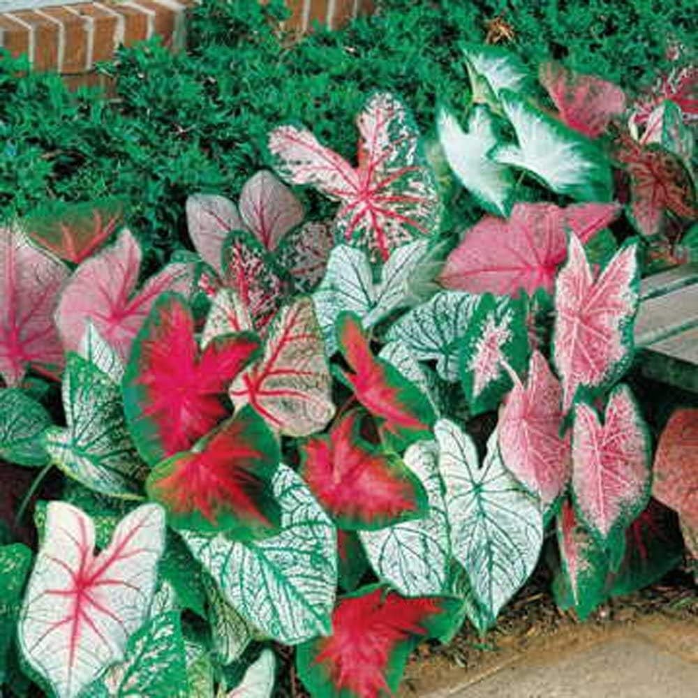 Perennial Caladium Bulbs: 10 Count for Lush, Heart-Shaped Foliage in Any Space