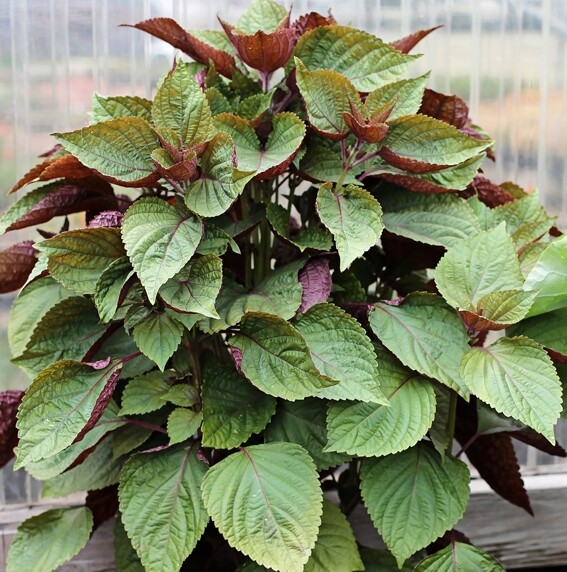 100+Purple Shiso Seeds Purple perilla Zisu Tia To Tim Beefsteak /Sesame leaf USA