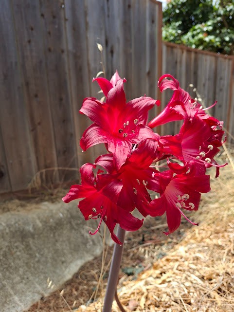 1 Amaryllis Belladonna RED Hybrid ~ Large Bulb bloomed 2021- not Hippeastrum