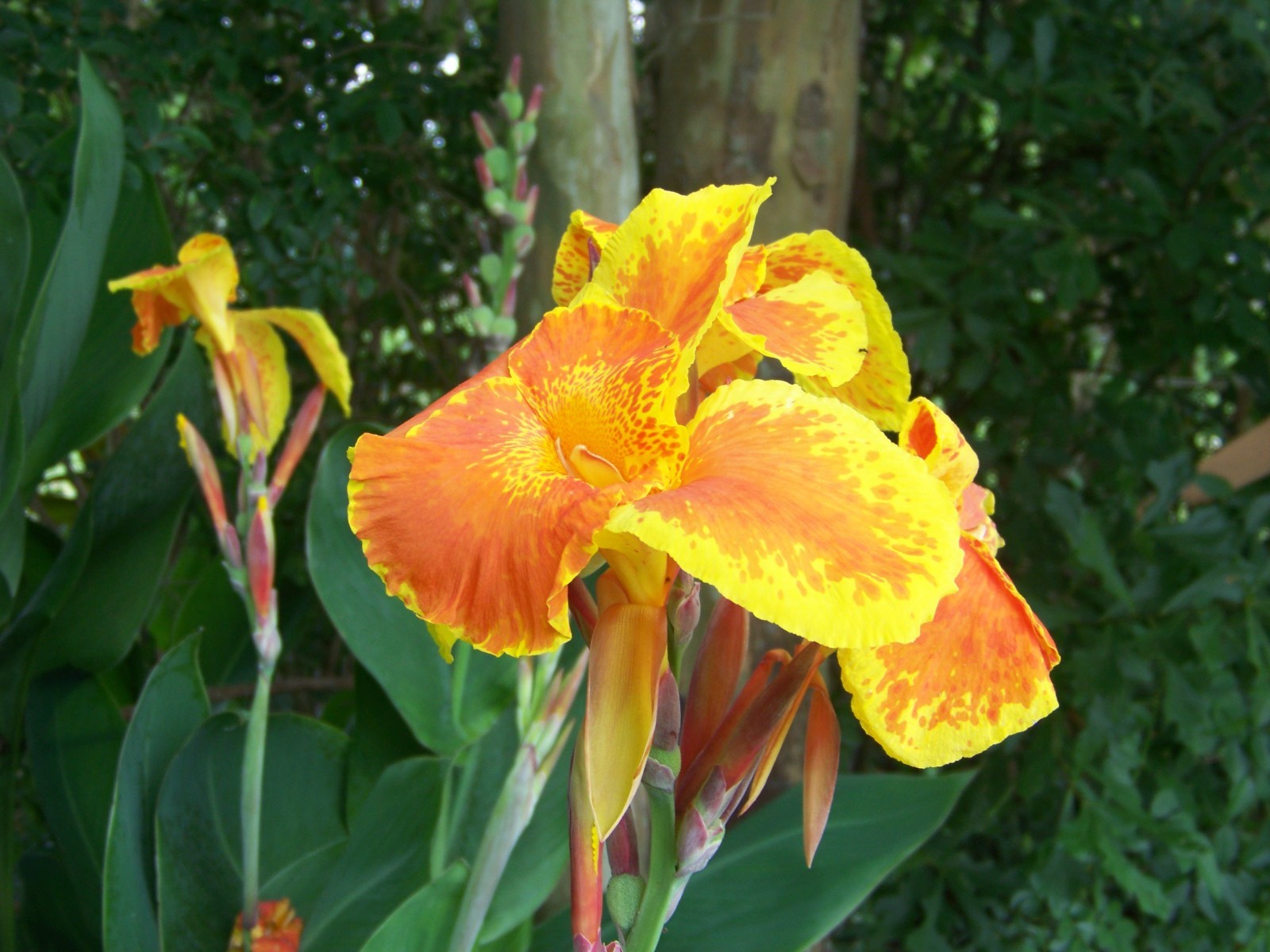 5 Orange / Yellow Canna Lily Bulbs
