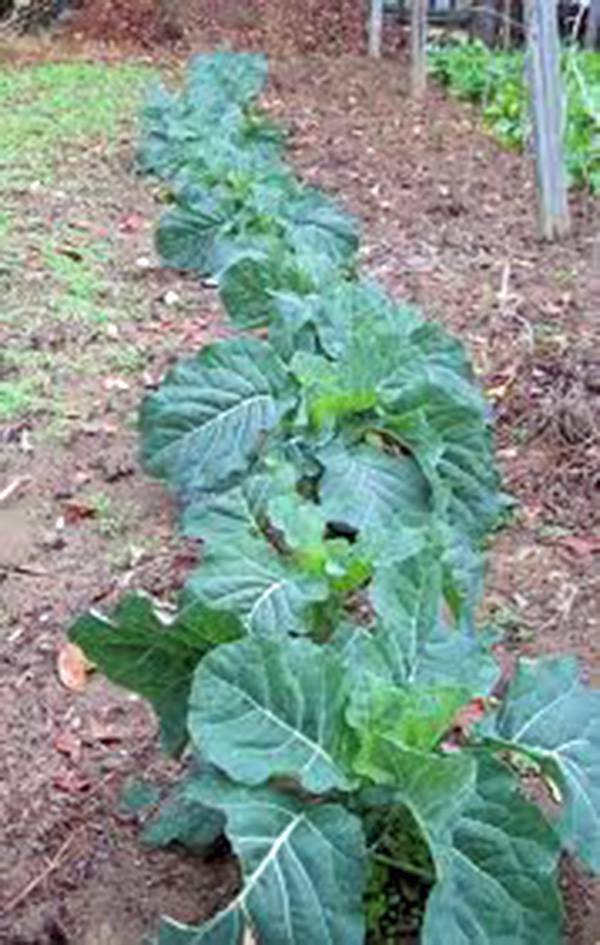 COLLARD GREEN SEED, CHAMPION, HEIRLOOM, NON GMO, 100+ SEEDS, GREENS