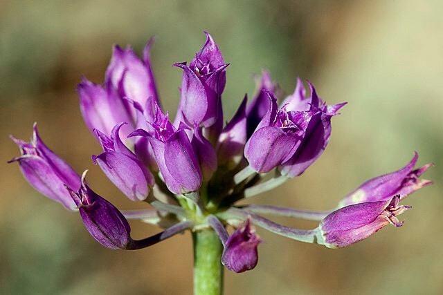 Allium acuminatum | Tapertip Onion | 10 Seeds