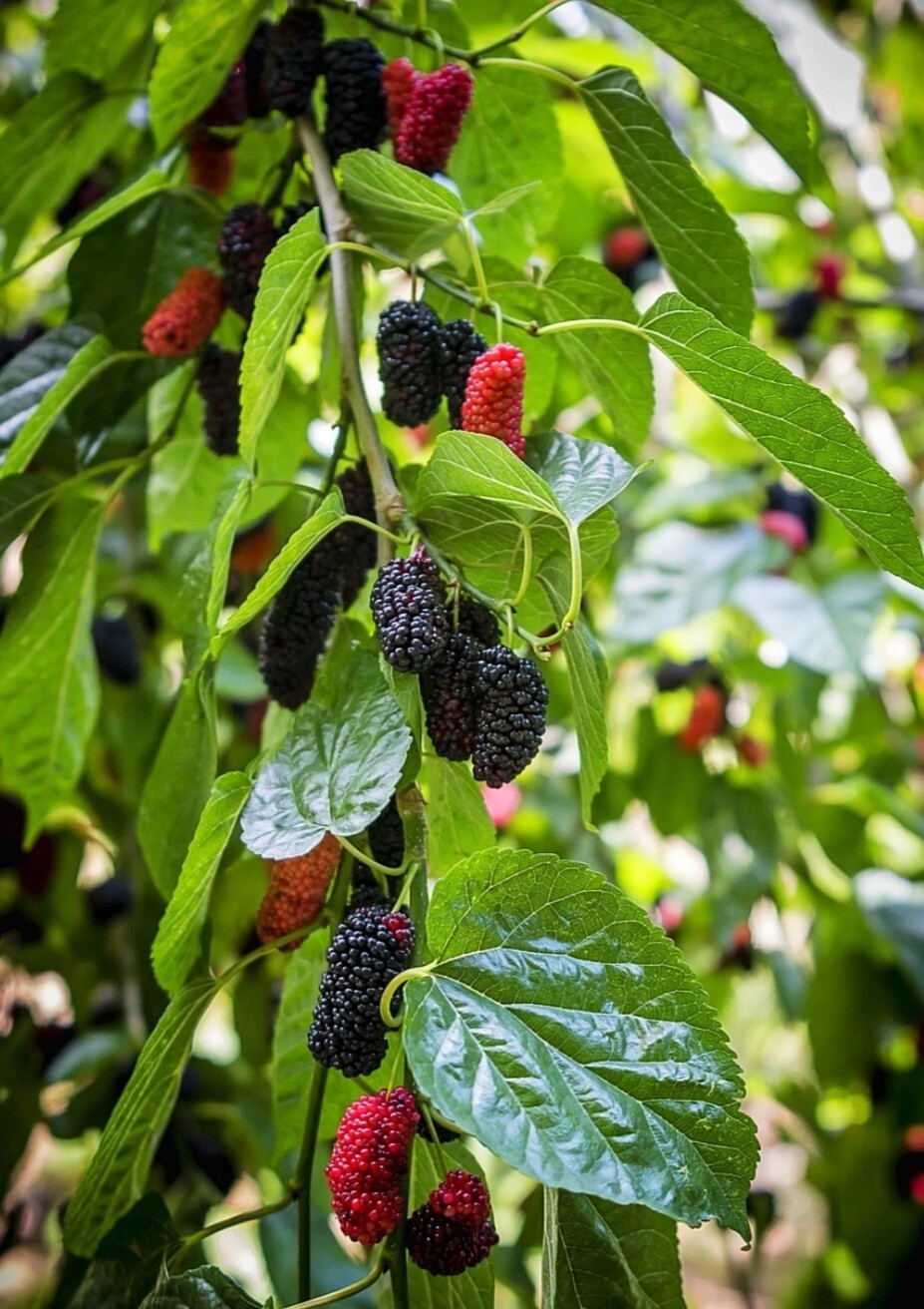 Mulberry tree seeds