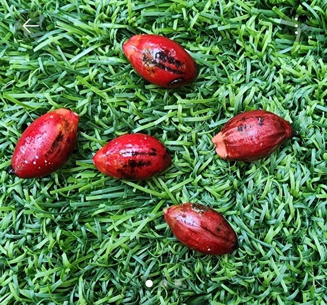 California Grown Kentia Palm Seeds, pack of 10, Howea Forsteriana