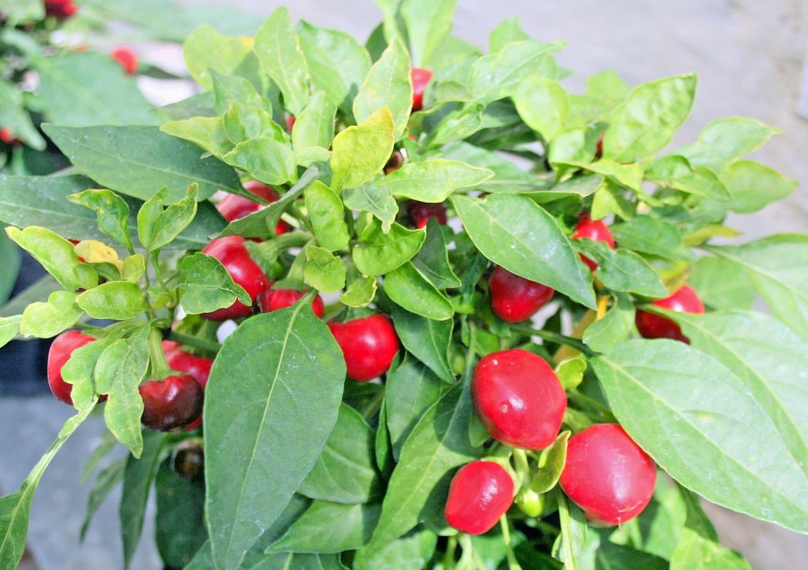 101+Hot Red CHERRY PEPPER Seeds Organic Vegetable Garden Patio Container Easy