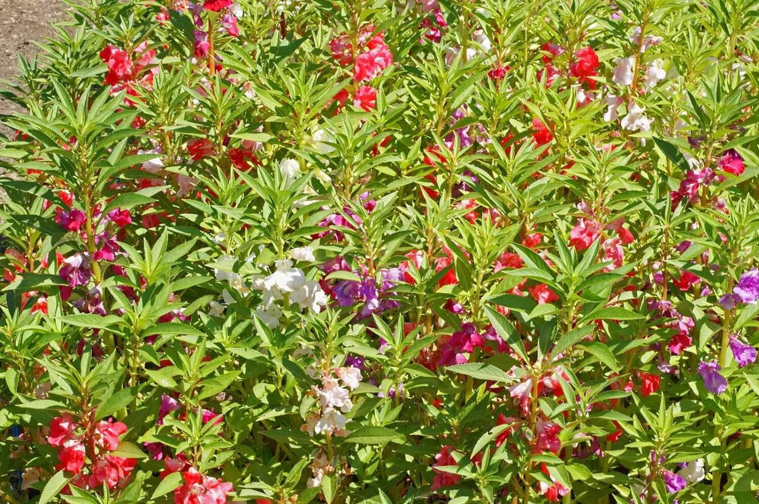 250 Balsam Flower Seeds, ‘Camellia Flowered Mix’, Impatiens balsamina